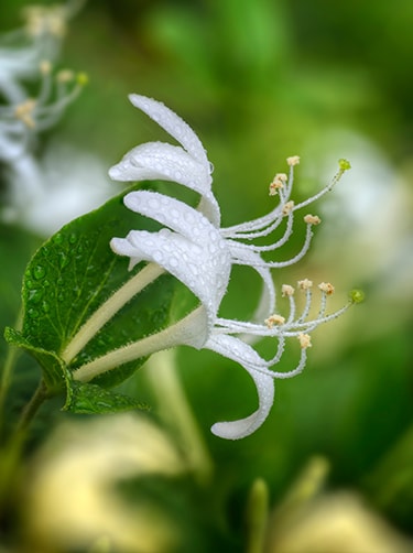 Japanse-kamperfoelie-Lonicera-japonica-Fleurop