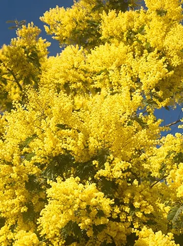 mimosa zilver acacia