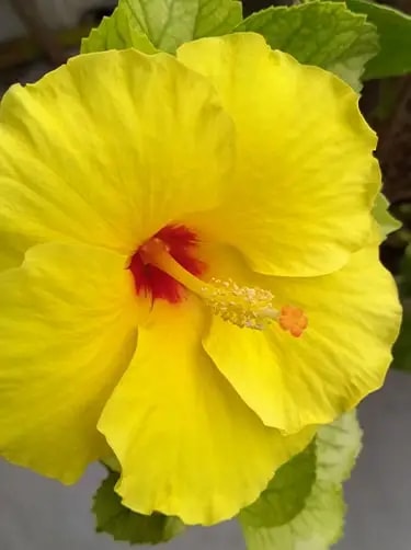 gele hibiscus hibiscus brackenridgei