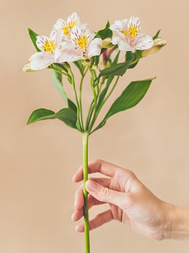 Welke naam heeft deze bloem of plant? Fleurop