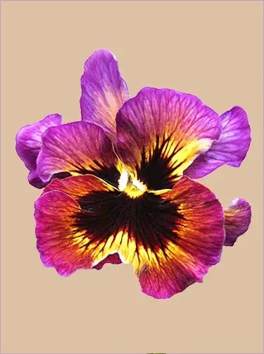 geboortebloem februari viooltje