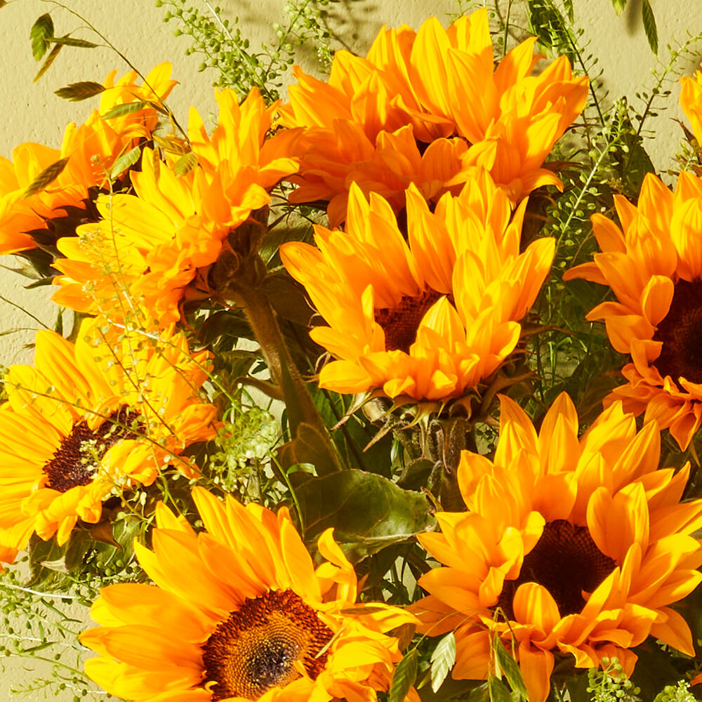 Zonnebloemen