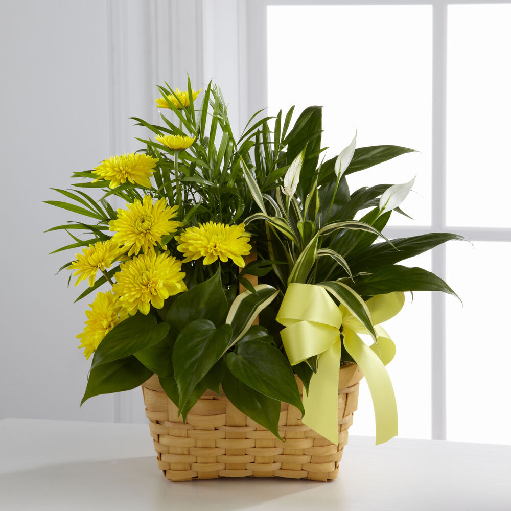 The FTD Loving Light Dishgarden