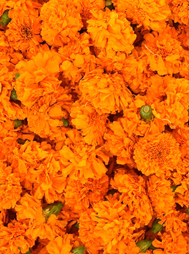 Oranje-bloemen