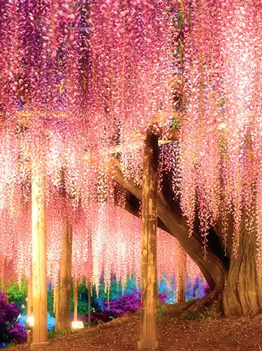 ashikaga flower park