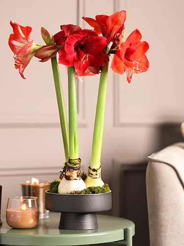 Rode-amaryllis-fleurop