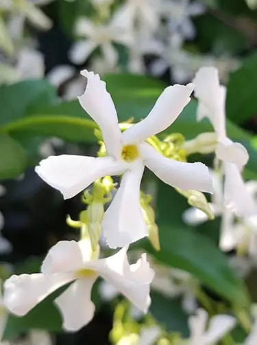 toscaanse jasmijn bloemsoort