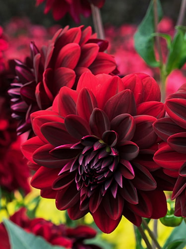 Dahlia-arabian-night