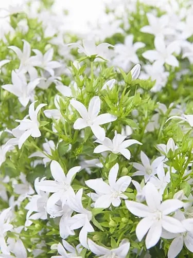 campanula poscharskyana