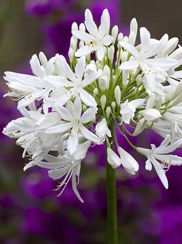bladverliezende agapanthus