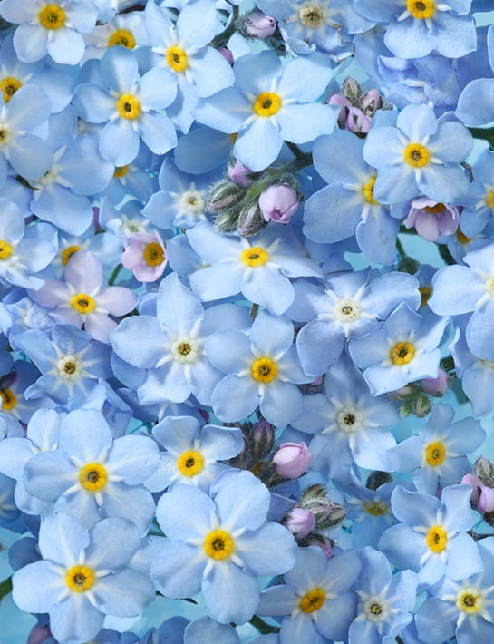 Blauwe-bloemsoorten