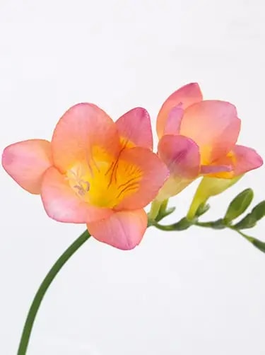 bloemsoort freesia