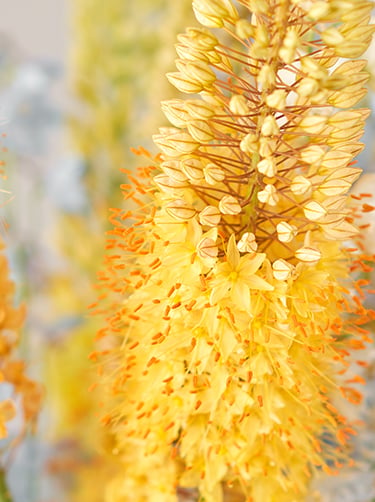 Eremurus gele bloem