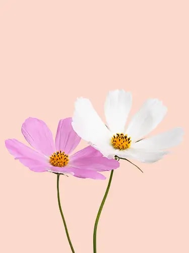 geboortebloem oktober cosmea