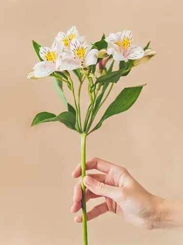 alstroemeria