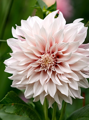 Dahlia-cafe-au-lait-afbeelding