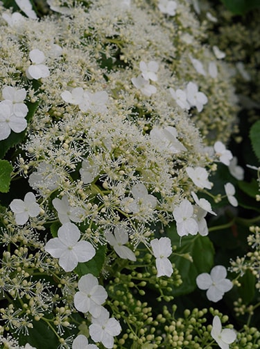Klimhortensia-fleurop
