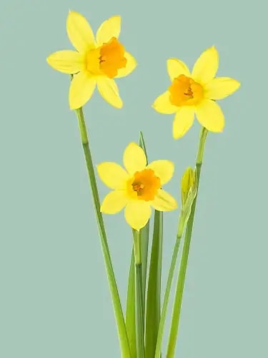 geboortebloem maart narcis