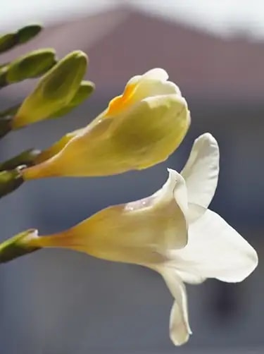 witte freesia