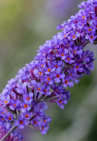 Vlinderstruik-blauw-paars