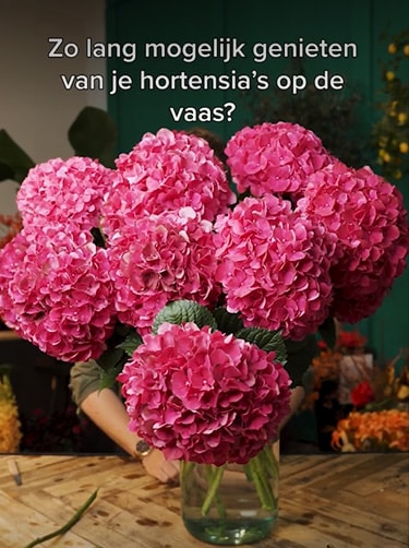 Tips-hortensia-in-vaas