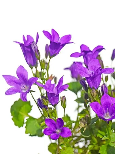 campanula portenschlagiana