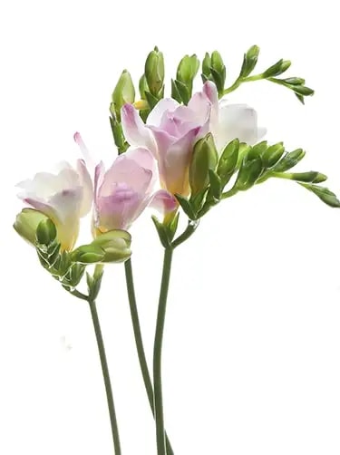 freesia refracta