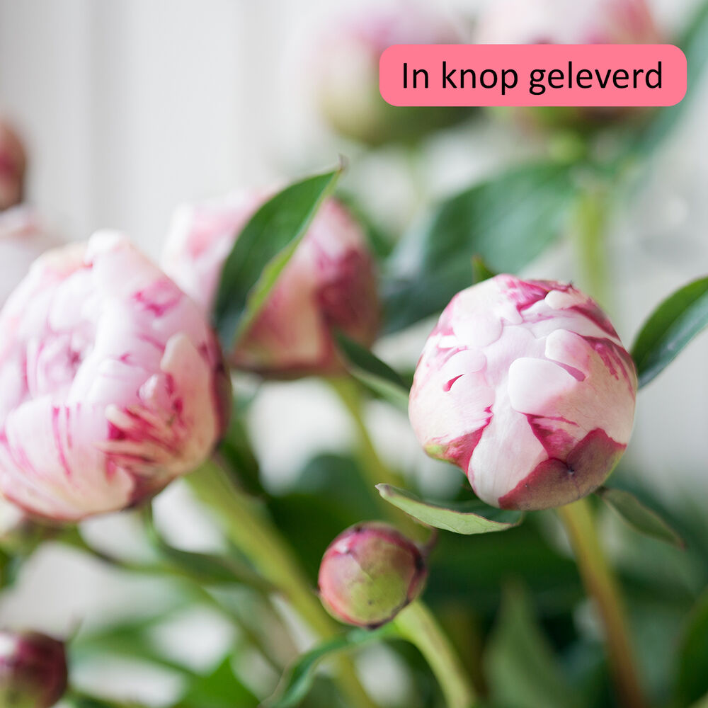 Pioenverrassing