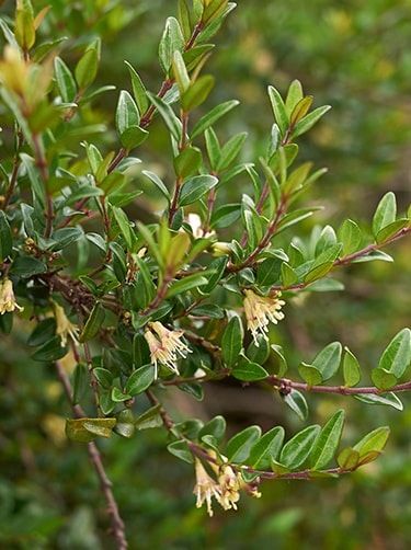 Kamperfoelie-Lonicera-nitida-Fleurop