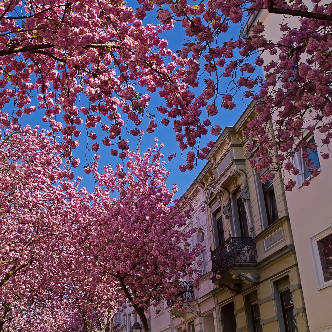 bloesem in bonn