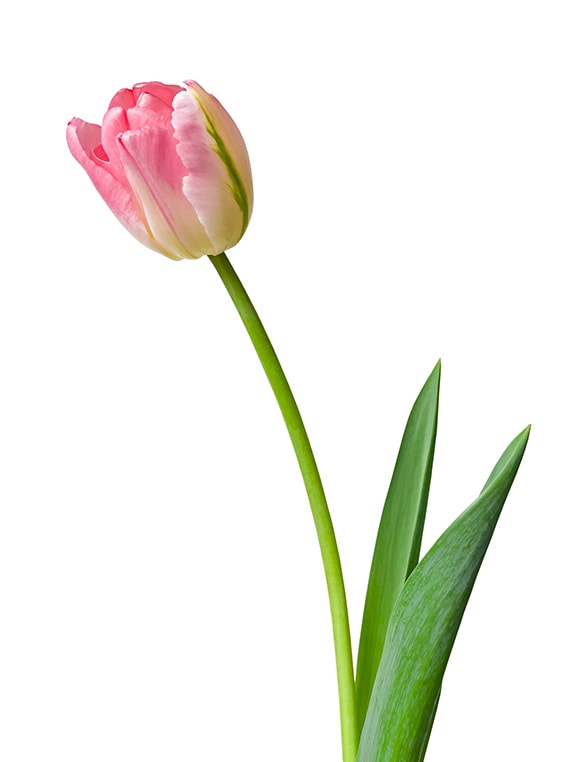 Tulp-giftig