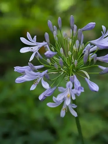 agapanthus weetjes en feiten