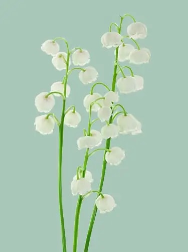 geboortebloem mei lelietje van dalen
