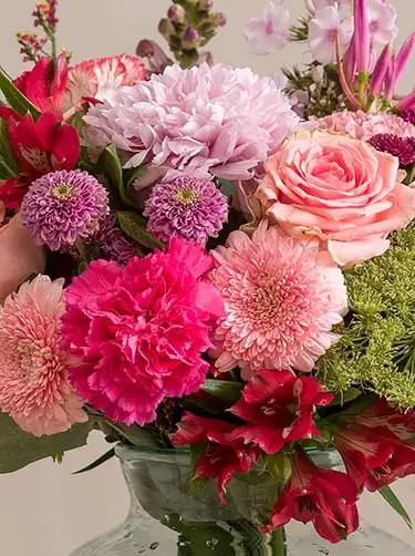 mooi gebaar alstroemeria