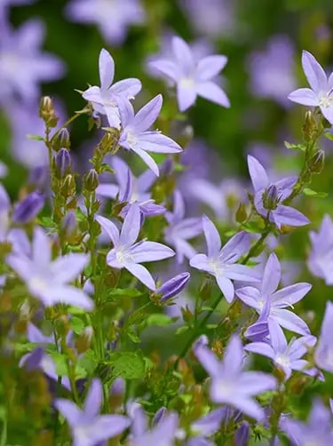 campanula lactiflora
