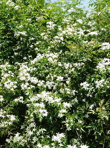 witte jasmijn bloemsoort