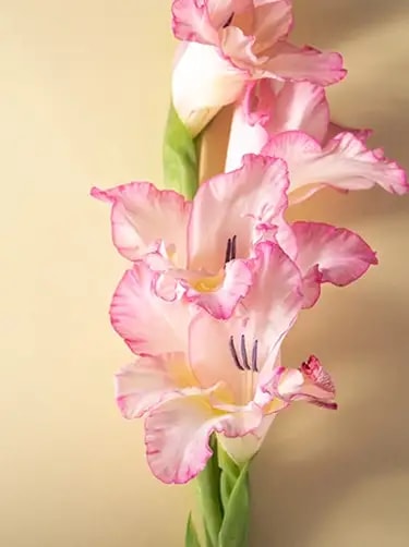geboortebloem augustus gladiool