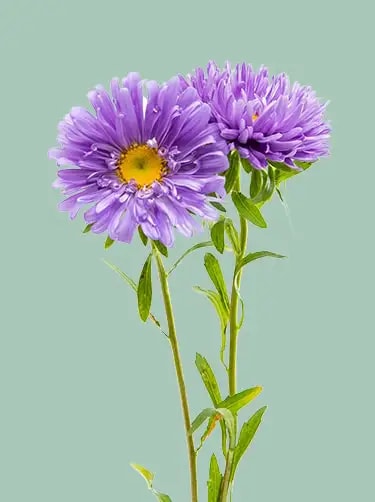 geboortebloem aster