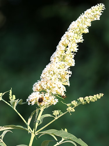 Witte-vlinderstruik-Fleurop