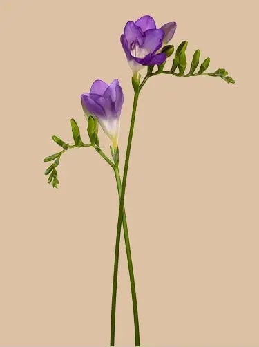 freesia bloemsoort
