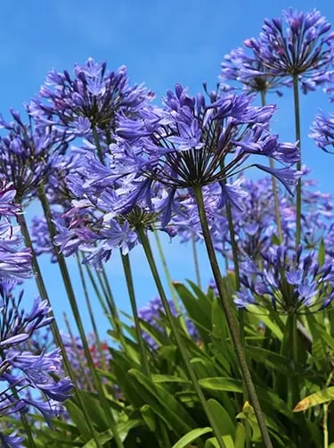 bladhoudende agapanthus