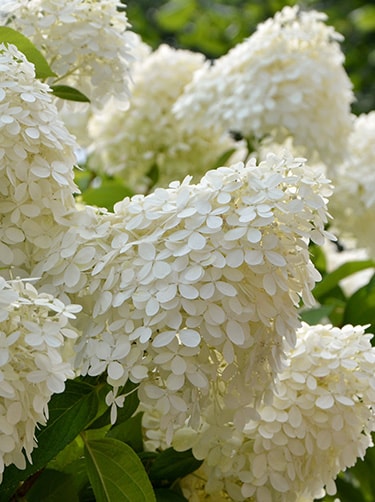 Pluimhortensia-fleurop