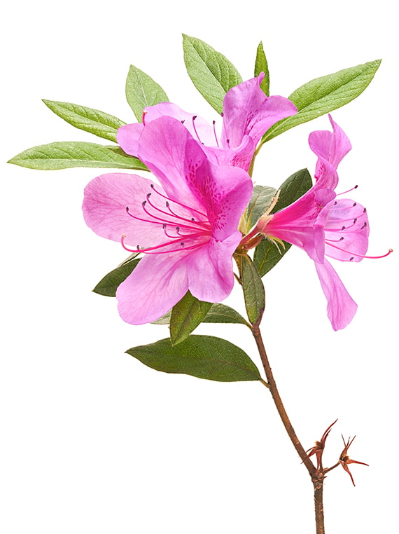 Rhododendron-giftig-voor-dieren