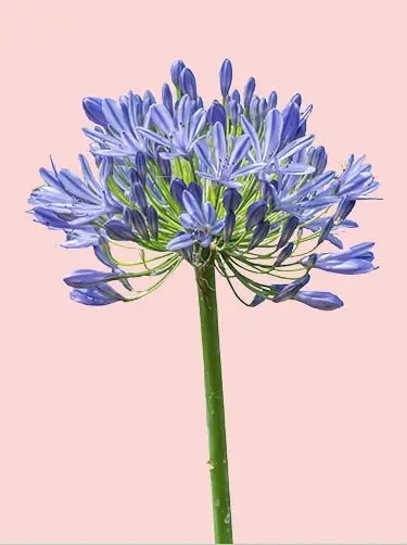 agapanthus bloem