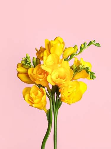 De-gele-freesia