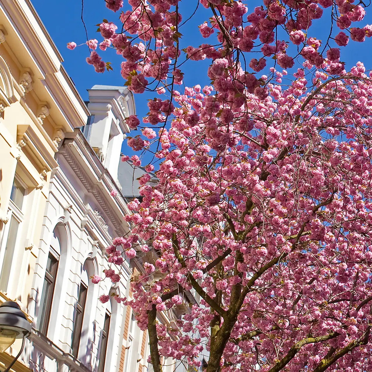 bonn heerstrasse kersenbloesem