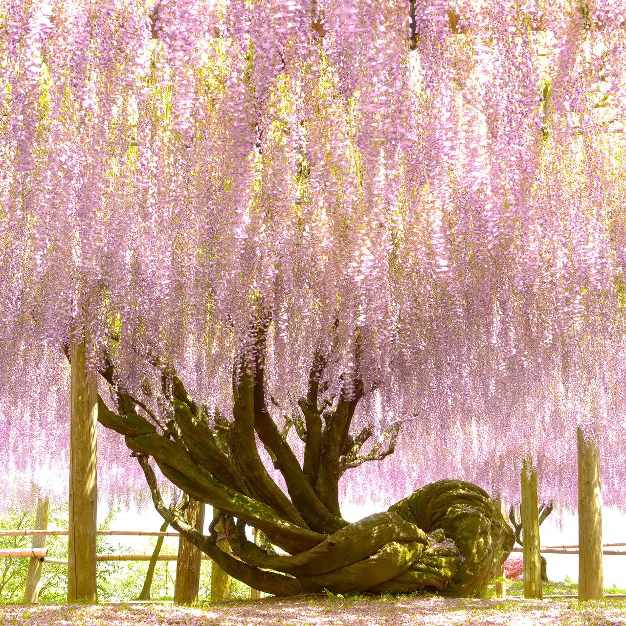 kawachi fuji garden tuin