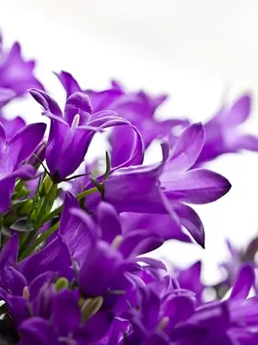 campanula addenda bloemsoort