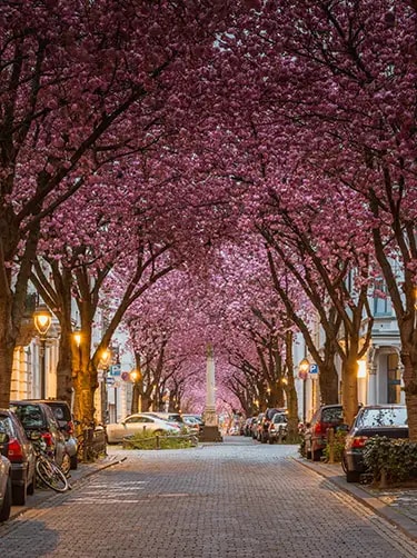 bonn cherry blossom avenue