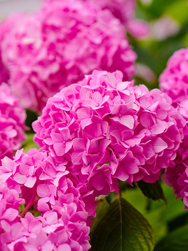 Boerenhortensia